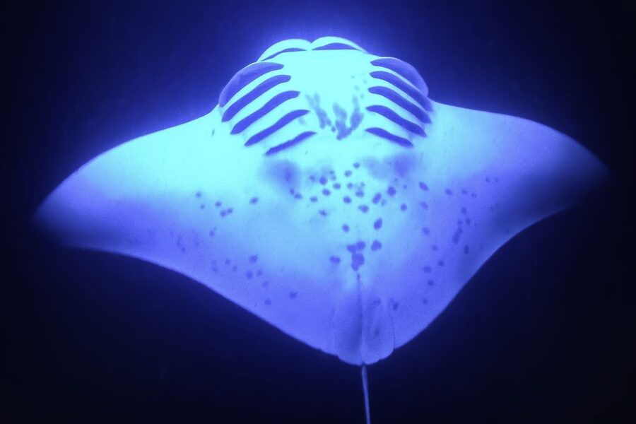 Kailua Kona: Night Manta Ray Adventure on the Big Island - My take on the $121 price