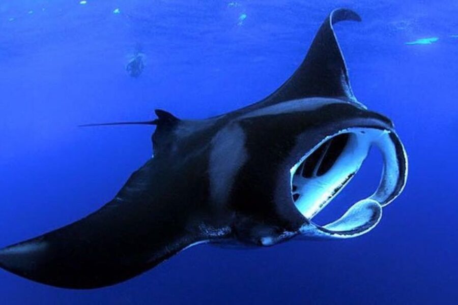 Kailua Kona: Night Manta Ray Adventure on the Big Island - The 20-minute boat ride from Kailua Kona
