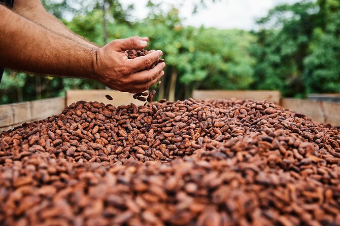 Kauai Chocolate Farm Tasting Tour - Who will enjoy this farm tour most