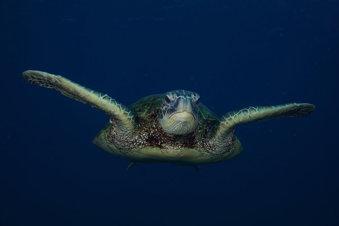 Kauai’s Ultimate Guided Shore Snorkel in South Poipu - Instruction that works for first-timers