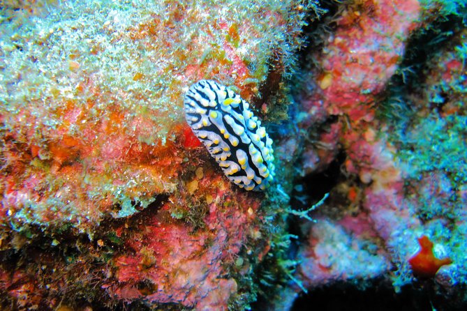 Kauai’s Ultimate Guided Shore Snorkel in South Poipu - The guides make the difference