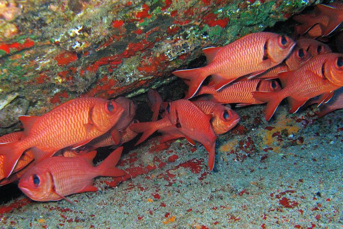 Kauai’s Ultimate Guided Shore Snorkel in South Poipu - What is included, and what you still need