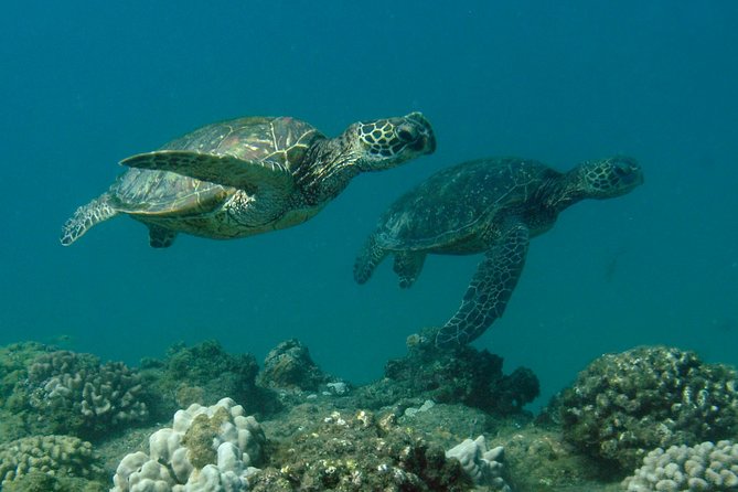 Kauai's Ultimate South Island Zodiac Boat Snorkel Adventure - What the $161.43 price buys you