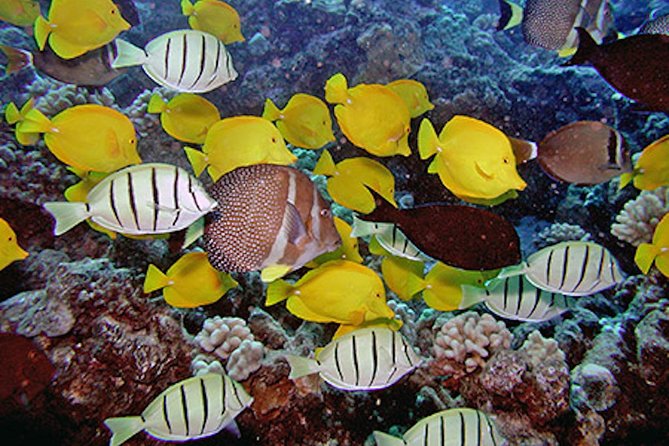 Kauai's Ultimate South Island Zodiac Boat Snorkel Adventure - Who will enjoy this Zodiac outing most