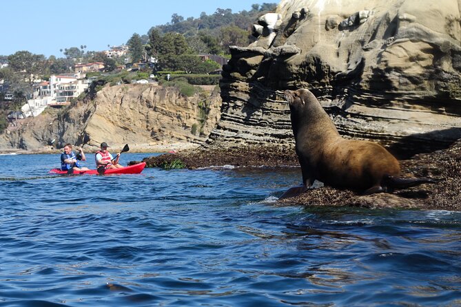 Kayak Tour of the 7 Caves - Wildlife beneath and beside your kayak