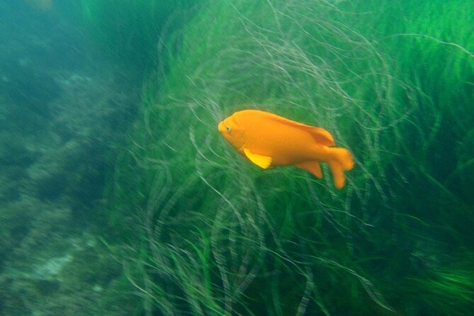 Kayak Tour of the 7 Caves - Who should book this La Jolla kayak tour?