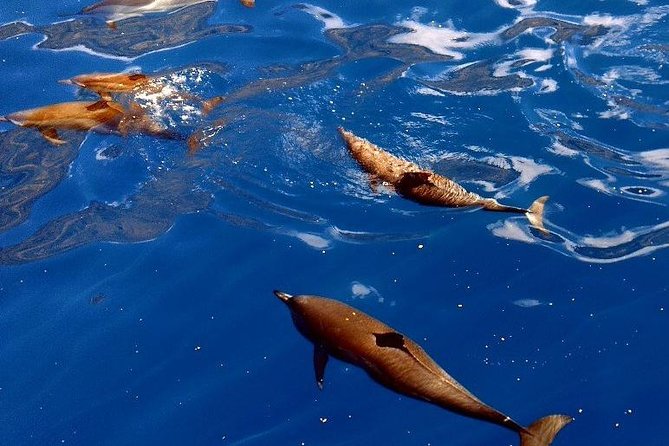 Kealakekua Bay (Captain Cook Monument) Snorkel and Sail Adventure - Who will enjoy this tour most