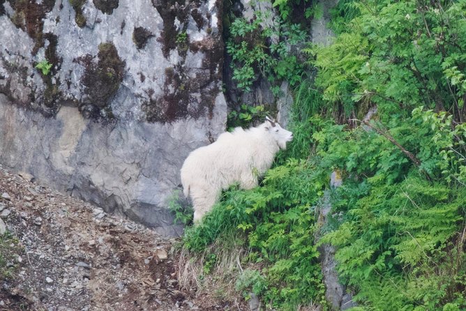 Kenai Fjords and Resurrection Bay Half-Day Wildlife Cruise - A Four-Hour Route Through Resurrection Bay
