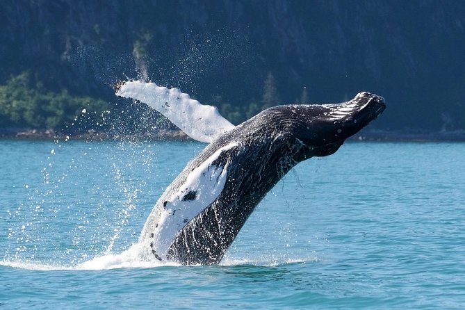 Kenai Fjords and Resurrection Bay Half-Day Wildlife Cruise - Is Four Hours Enough for Kenai Fjords?