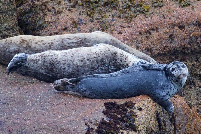 Kenai Fjords and Resurrection Bay Half-Day Wildlife Cruise - Who Will Enjoy This Cruise Most?