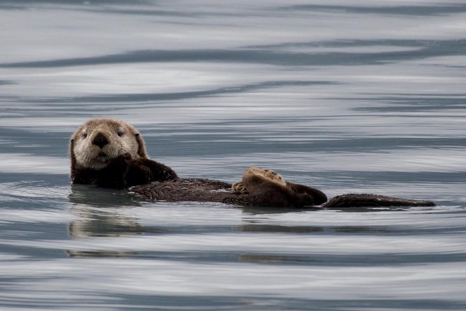 Kenai Fjords and Resurrection Bay Half-Day Wildlife Cruise - Whales, Otters, Eagles, and the Element of Luck