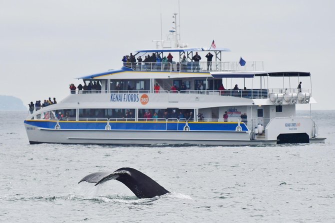 Kenai Fjords National Park Glacier & Wildlife Cruise - Why this Seward cruise is worth your day