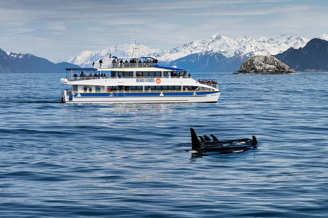 Kenai Fjords National Park Glacier & Wildlife Cruise - Chiswell Islands, Cape Resurrection, and the seabirds