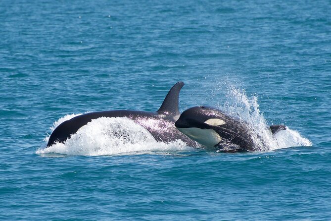 Kenai Fjords National Park Glacier & Wildlife Cruise - Lunch, seating, and comfort on a six-hour outing