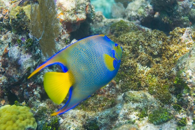 Key Largo Snorkeling Tour - rental mask, fins and vest INCLUDED - Grecian Rocks and Beginner-Friendly Water