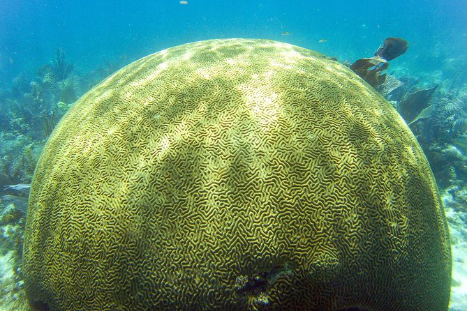 Key Largo Snorkeling Tour - rental mask, fins and vest INCLUDED - Christ of the Deep at Key Largo Dry Rocks