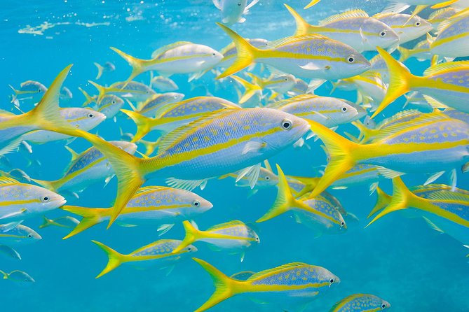 Key Largo Snorkeling Tour - rental mask, fins and vest INCLUDED - North Dry Rocks and the Sanctuary’s Other Sites