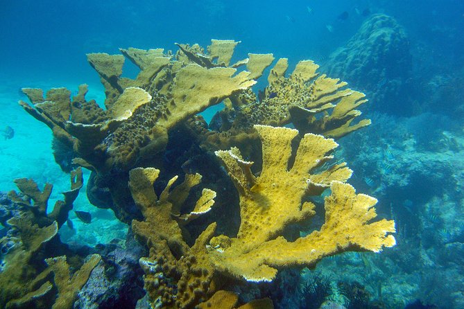 Key Largo Snorkeling Tour - rental mask, fins and vest INCLUDED - Crew Instruction and Equipment