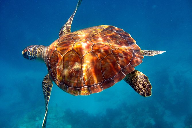 Key Largo Snorkeling Tour - rental mask, fins and vest INCLUDED - Is $67.50 a Fair Price?