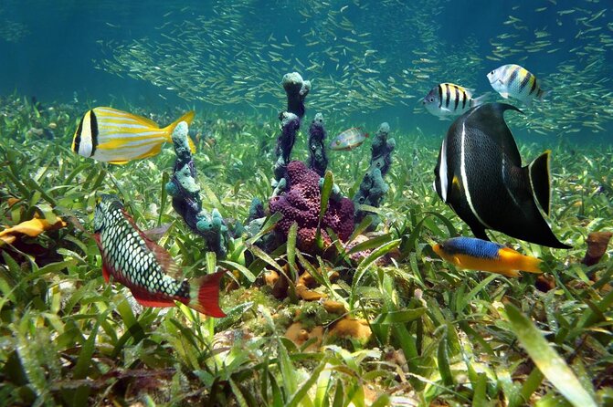 Key Largo Two Reef Snorkel Tour - All Snorkel Equipment Included! - Key points to know before you book