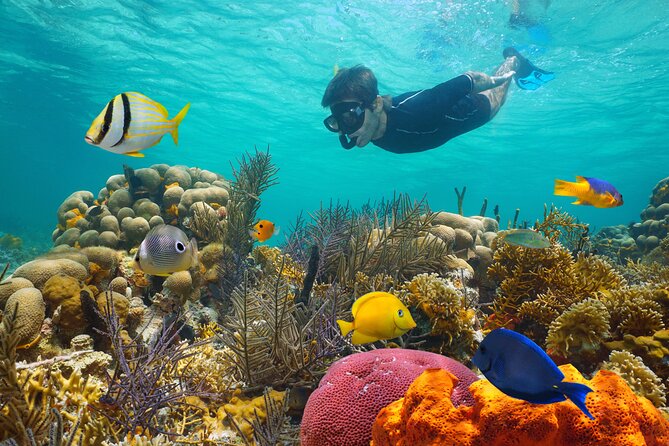 Key West Afternoon Reef Snorkeling with Open Bar - The Sandie Cat departure from 201 William Street