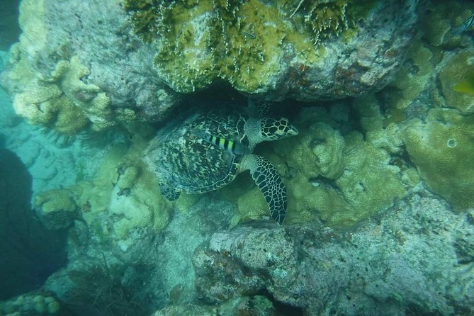 Key West Afternoon Reef Snorkeling with Open Bar - Who should book this afternoon trip?