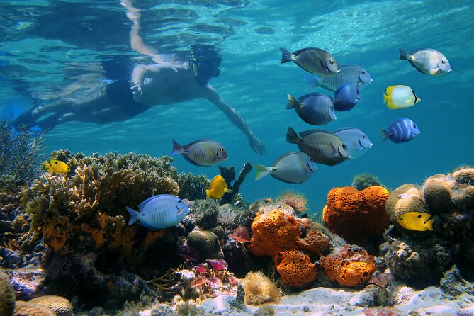 Key West Afternoon Reef Snorkeling with Open Bar - Practical preparation for a smoother outing