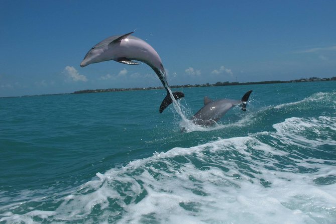 Key West Dolphin and Snorkel Experience - What is included for $69.95