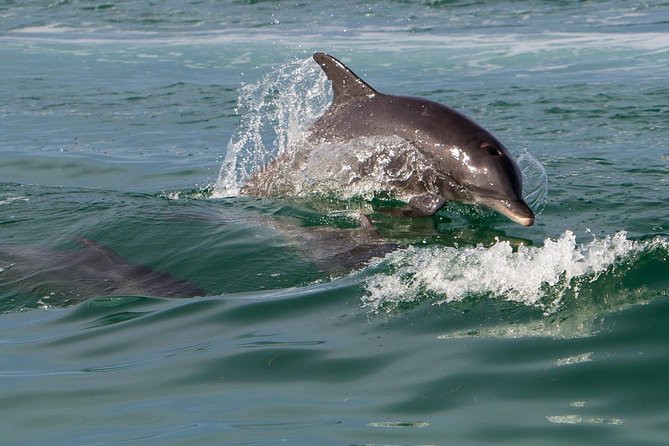 Key West Dolphin and Snorkel Experience - Who will get the most from this boat trip