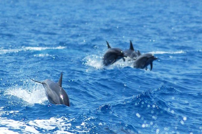 Key West Dolphin and Snorkel Experience - Weather, comfort, and group size
