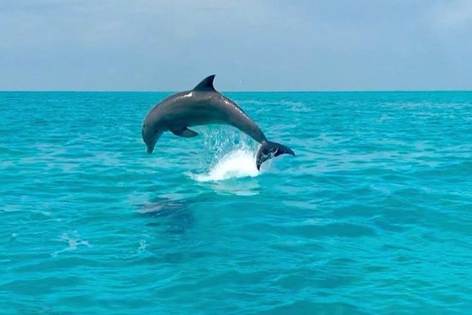 Key West Dolphin Watch and Snorkel Tour - Eco Adventure - Who should book this Key West outing?