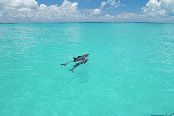 Key West Dolphin Watch and Snorkel Tour - Eco Adventure - A good first snorkel, with one firm requirement