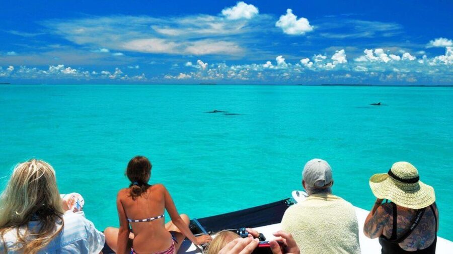 Key West: Dolphin Watching and Snorkeling Eco Cruise Tour - Watching dolphins without a guaranteed show