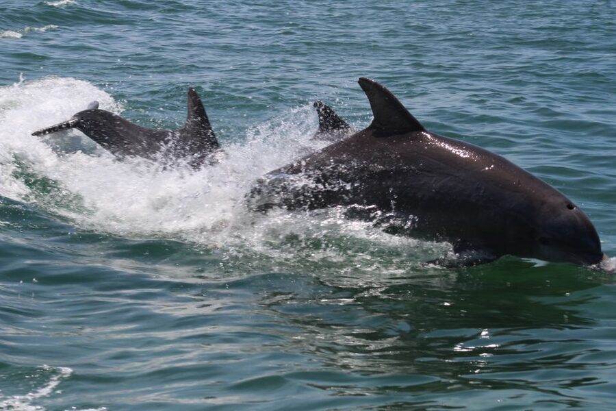 Key West: Dolphin Watching and Snorkeling Sunset Cruise - Who should book this Key West cruise?
