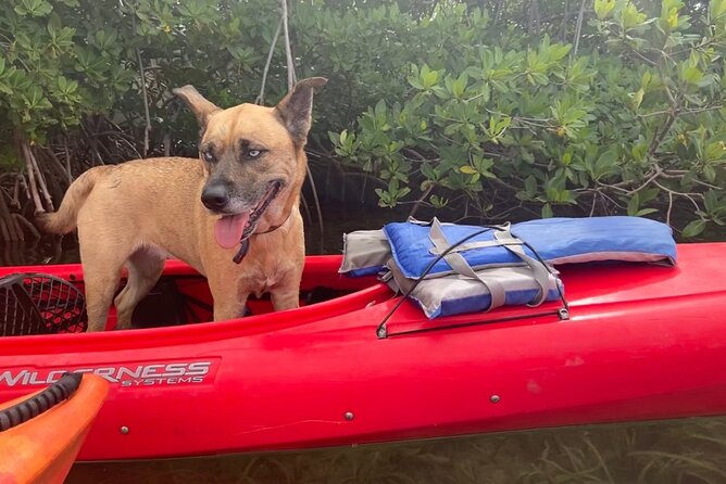 Key West Mangrove Kayak Eco Tour - Wildlife: Wonderful, But Never Guaranteed