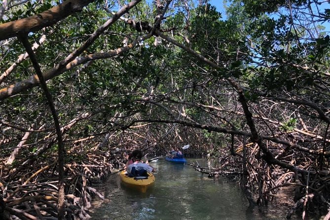 Key West Mangrove Kayak Eco Tour - How Much the Two-Hour Tour Is Worth