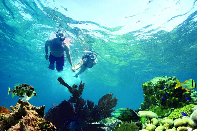 Key West Reef Snorkel – Morning Mimosas or Afternoon Margaritas - Sailing from Opal Key Marina to the living reef
