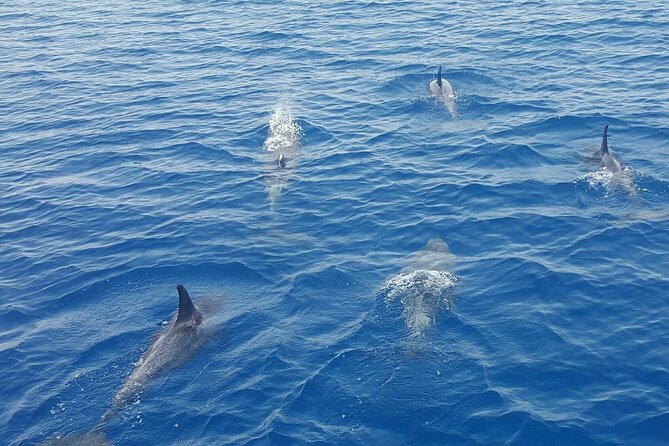 Key West Sunset Sail: Dolphin Watching, Wine, and Tapas - Wine, champagne, beer, and a proper snack