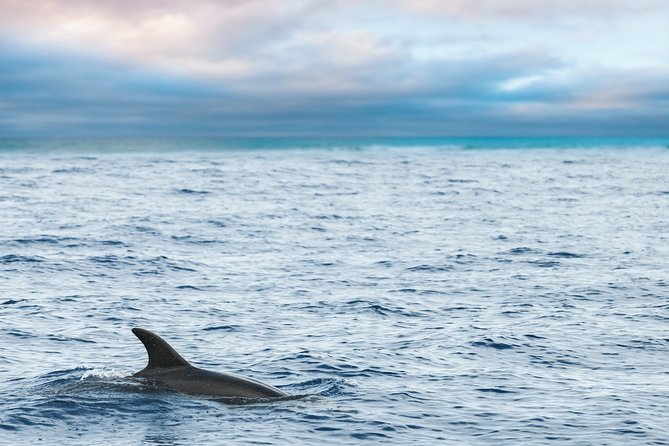 Key West Sunset Sail: Dolphin Watching, Wine, and Tapas - Looking for dolphins along the Key West coast