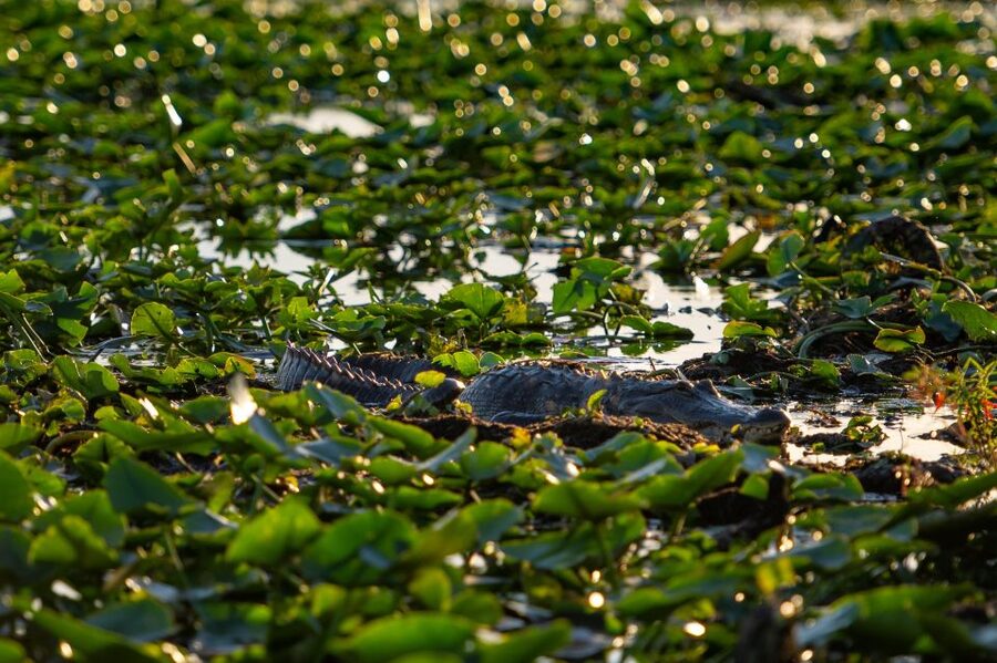 Kissimmee: Boggy Creek Airboat Ride with Optional Meal - The Native American Village and Jororo history