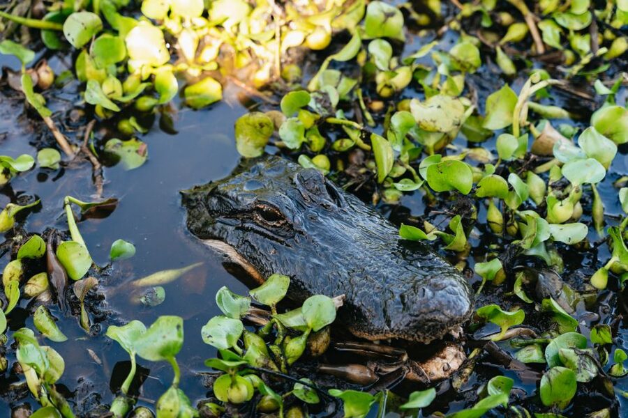 Kissimmee: Everglades Airboat Adventure Tour - Looking for alligators, birds, and native plants
