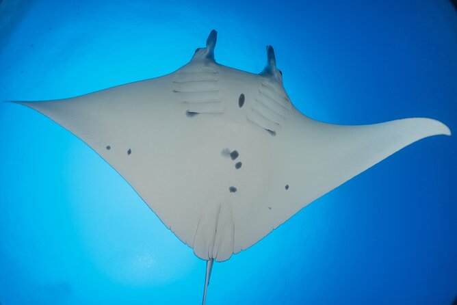 Kona Manta Ray Night Snorkel Adventure! Small Group - The fast zodiac ride from shore