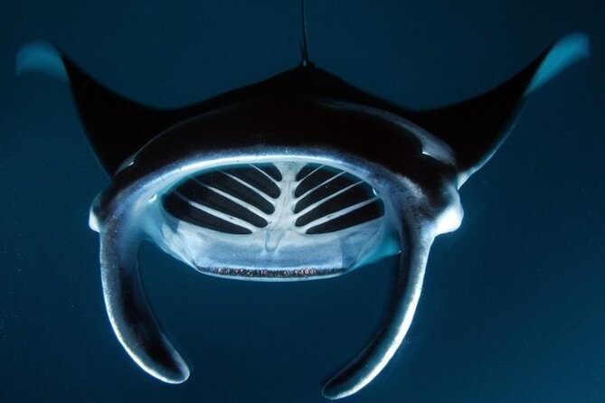 Kona Manta Ray Night Snorkel Adventure! Small Group - Is $83.95 a good value?