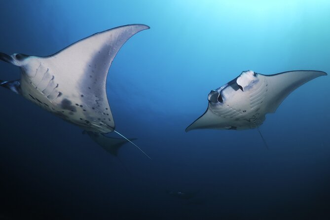Kona Manta Ray Night Snorkel Adventure! Small Group - What the small group changes