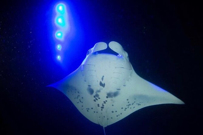 KONA Manta Ray Night Snorkel - FREE re-ride if no Sightings - What happens before you enter the water