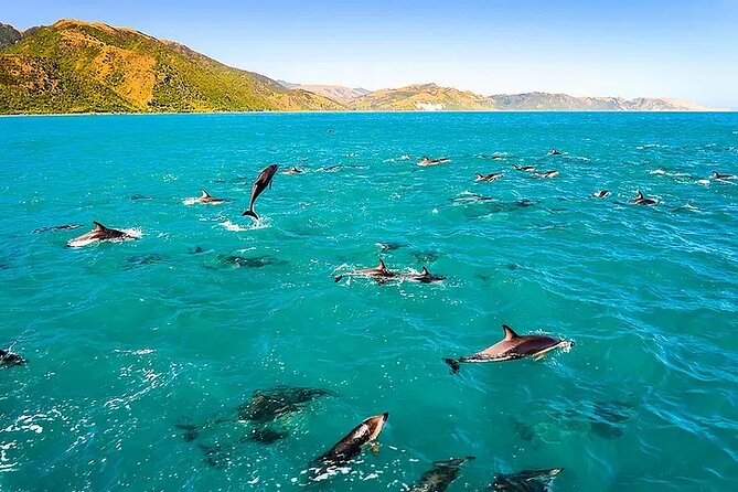 Kona Snorkel Tour: Captain Cook Reef Snorkel, Dolphin & Sea Caves - A speedy start from Kailua-Kona
