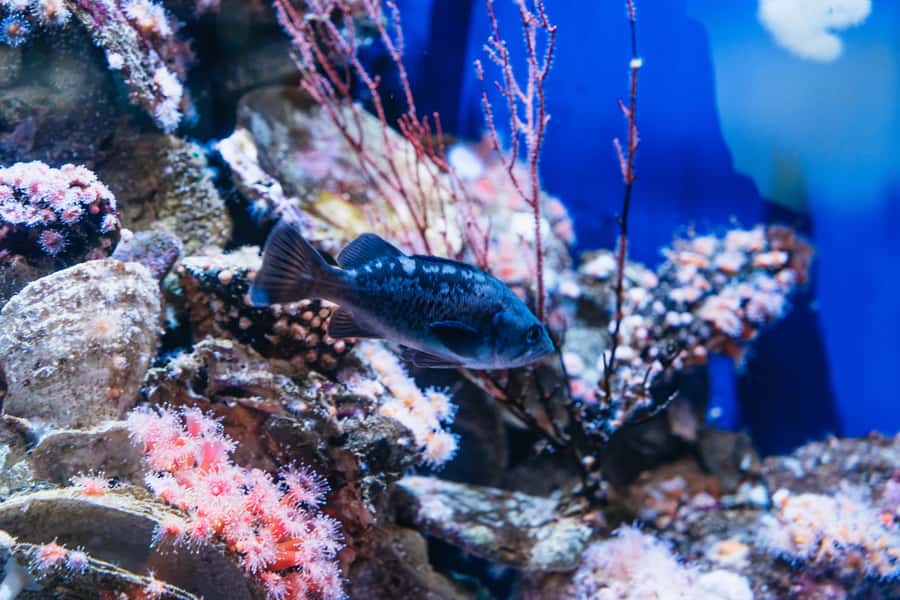 LA: Aquarium of the Pacific Skip-the-Line Entry - Why this Long Beach aquarium is worth your time