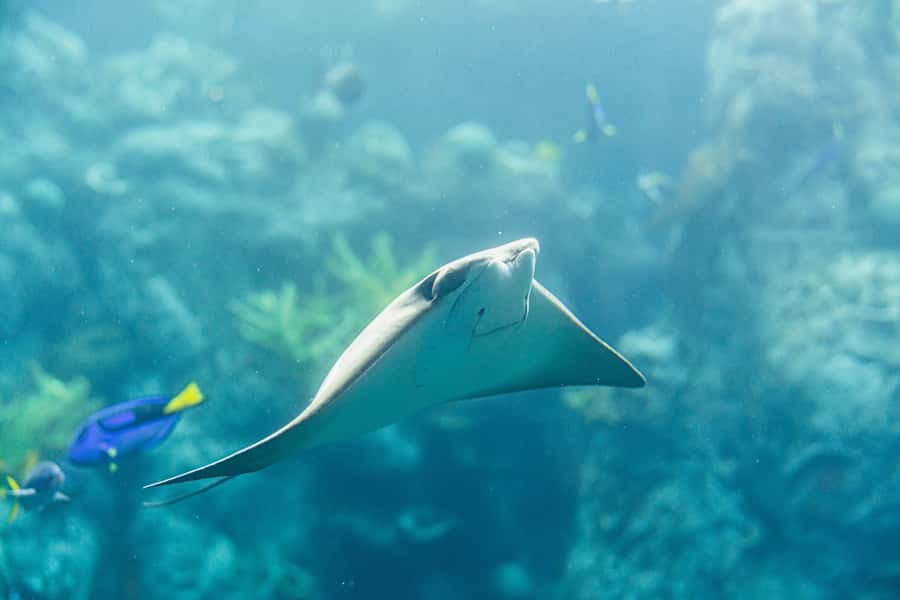 LA: Aquarium of the Pacific Skip-the-Line Entry - Start with Southern California’s familiar coastline