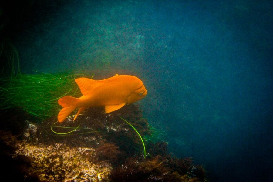 La Jolla: 2-Hour Kayak Tour of the 7 Caves - Wildlife worth watching for