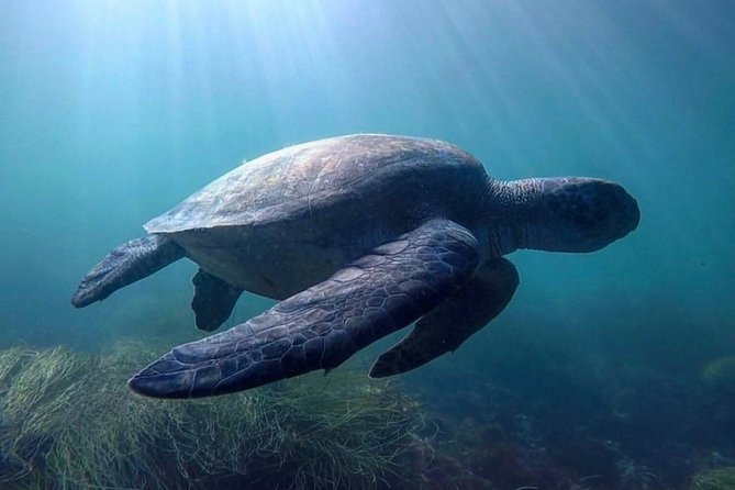 La Jolla Sea Caves Kayak Tour For Two (Tandem Kayak) - Who will enjoy it most?